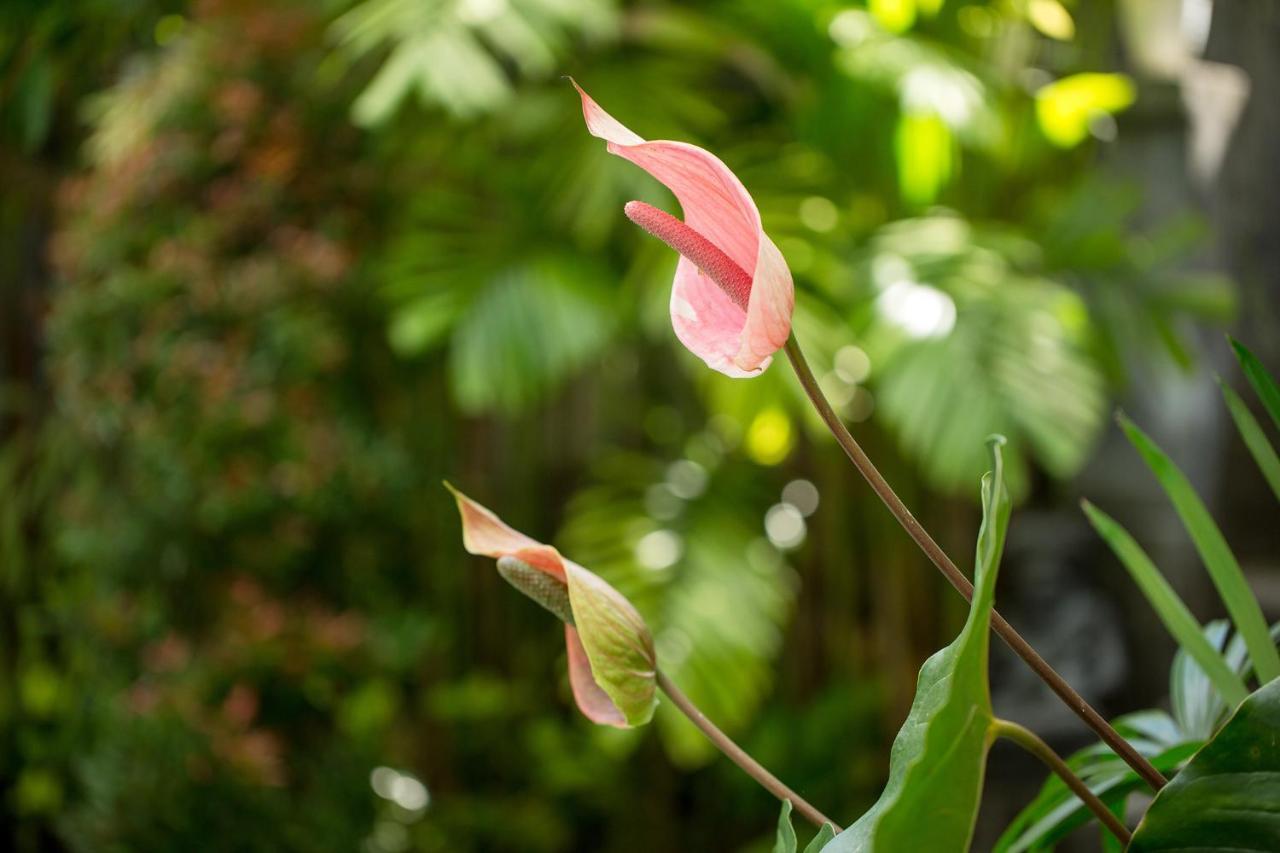 Hotel Pundi Kaya Ubud Zewnętrze zdjęcie